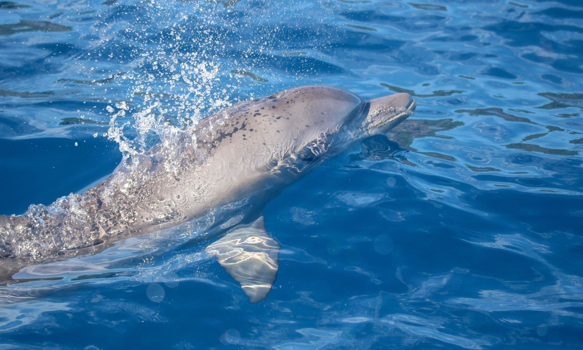 L'essentiel sur les dauphins résidents - Globice