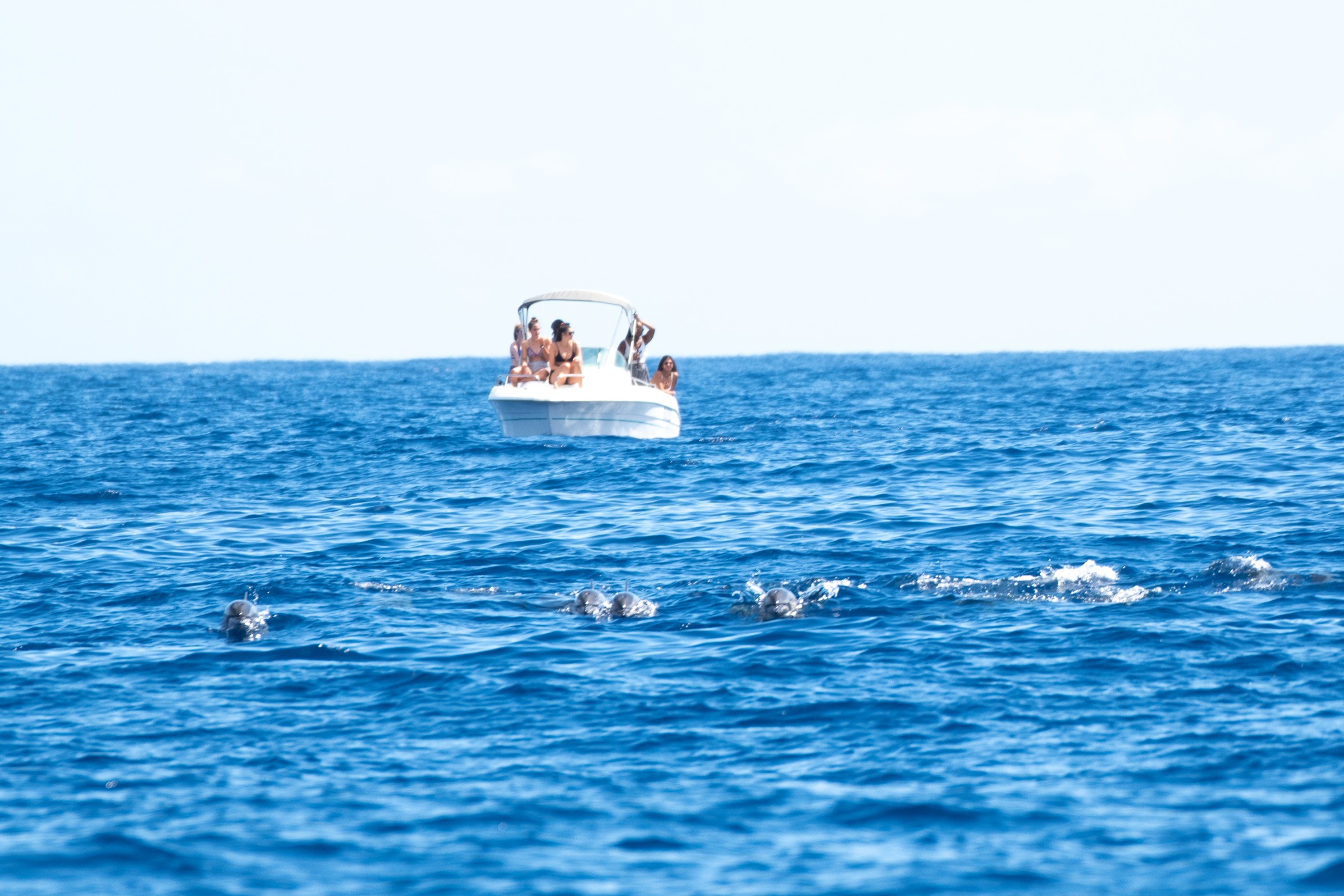 Impact Du Dolphin-watching Sur Les Dauphins Long-bec De La Réunion ...